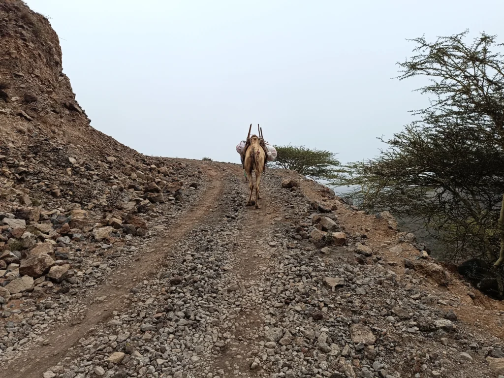 Package - Djibouti - lac assal - Tadjoura - foret du day 1 The Day Forest National Park is located at an altitude of 1,750 meters, on the slopes of Mount Goda.