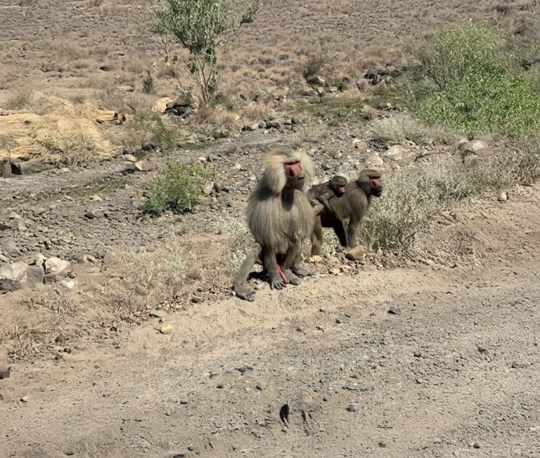 Monkey in Djibouti adventure tours