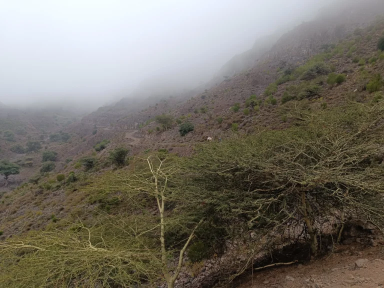 The Day Forest National Park is located at an altitude of 1,750 meters, on the slopes of Mount Goda.