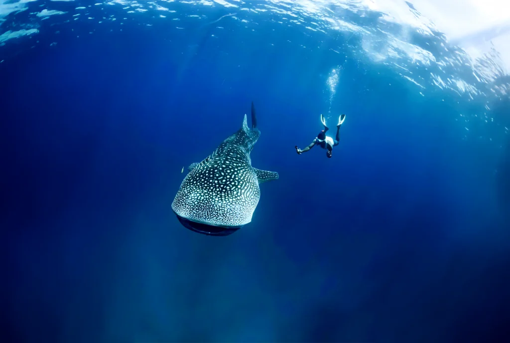 Whale Shark Tours | Swim with Djibouti’s Majestic Giants 3 whaleshark - Djibouti Adventure ( Tours 2025)
