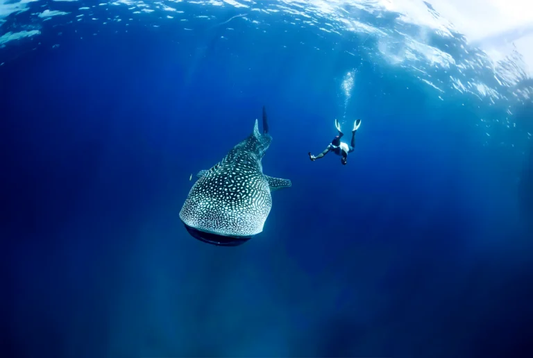 whaleshark - Djibouti Adventure ( Tours 2025)