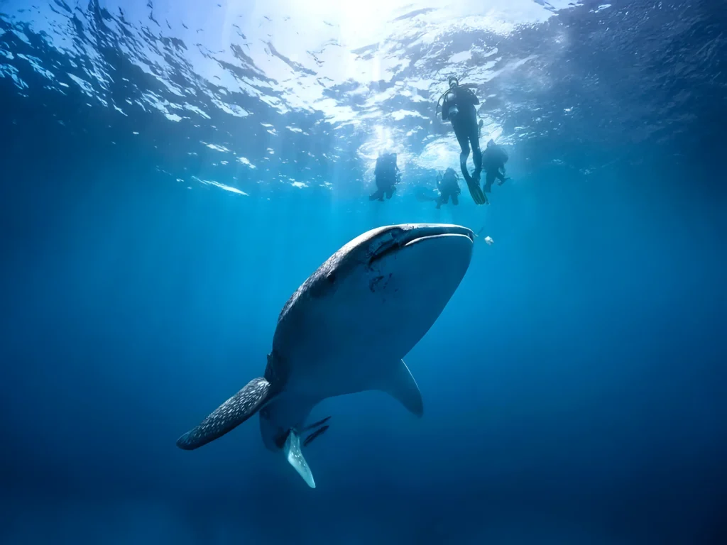 Arta Beach (Available from November- January) is known for its relatively calm and serene atmosphere compared to some of the more tourist-heavy spots, making it a great place to unwind and the best spot to see these “water giants”. The beach is famous for seasonal Whale shark sightings,our team will make sure that you visit those magnificent creatures in their natural habitat.